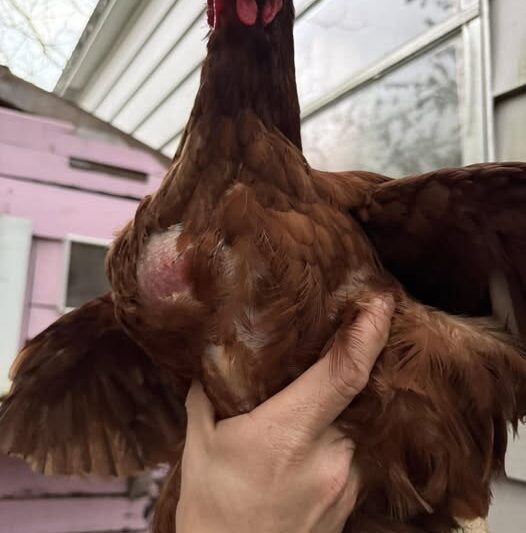 sour crop in chickens showing swollen crop area on a backyard hen