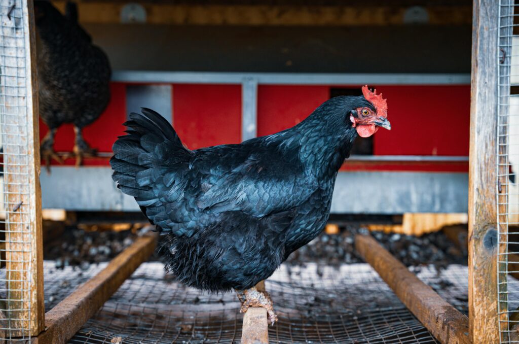 australorp — the record breaking layer