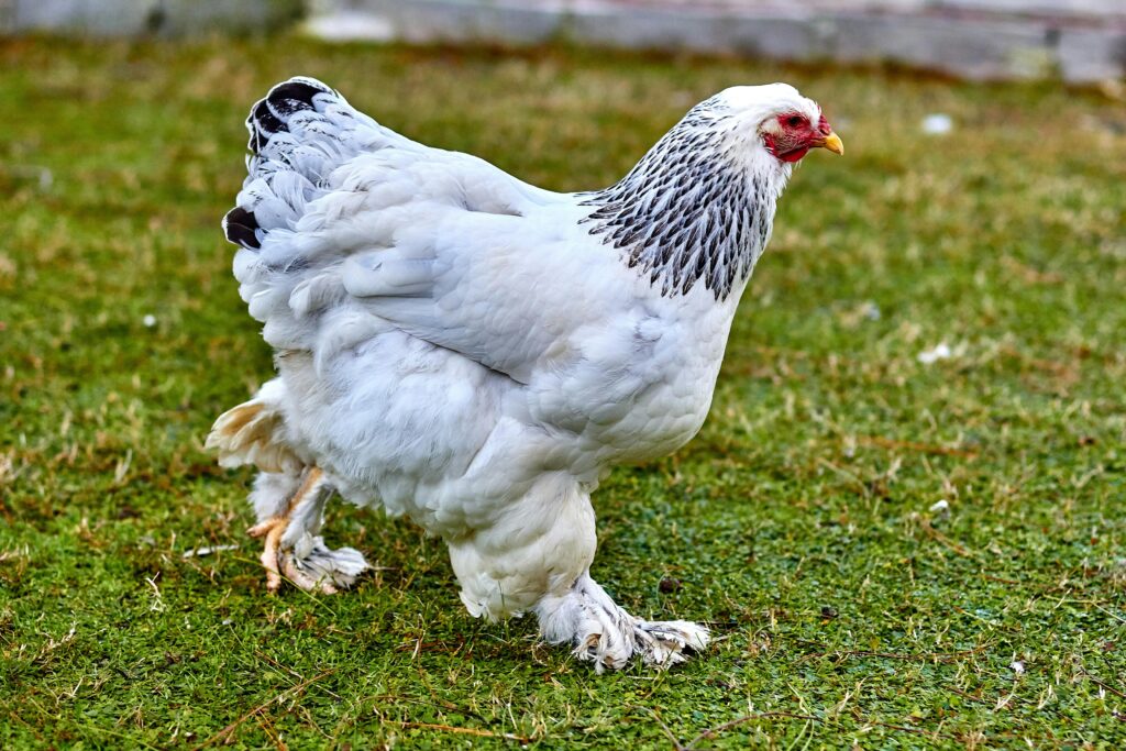 brahma — the gentle giant