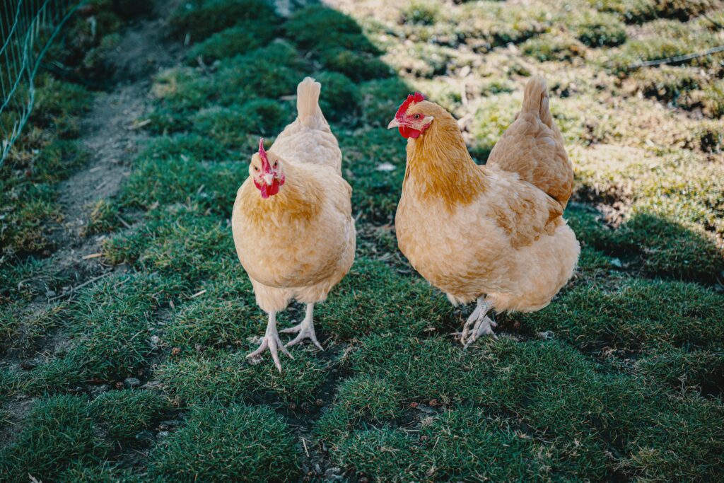 buff orpington — the golden retriever of chickens