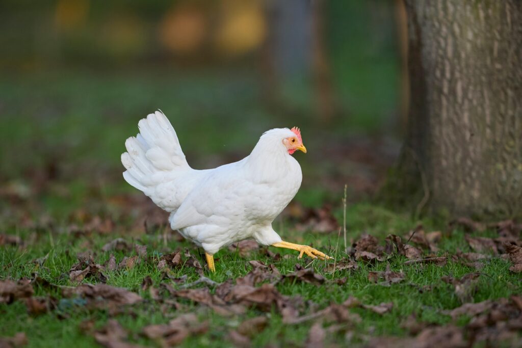 leghorn — the space efficient layer