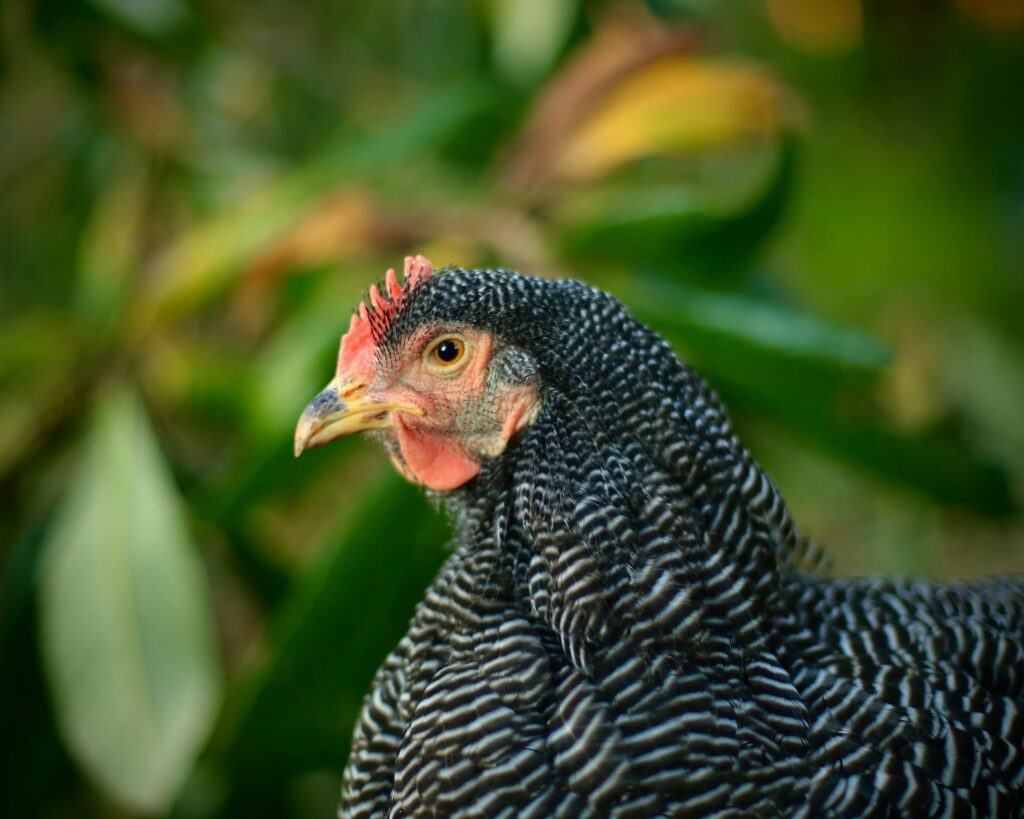 plymouth rock (barred rock) — the all american standard