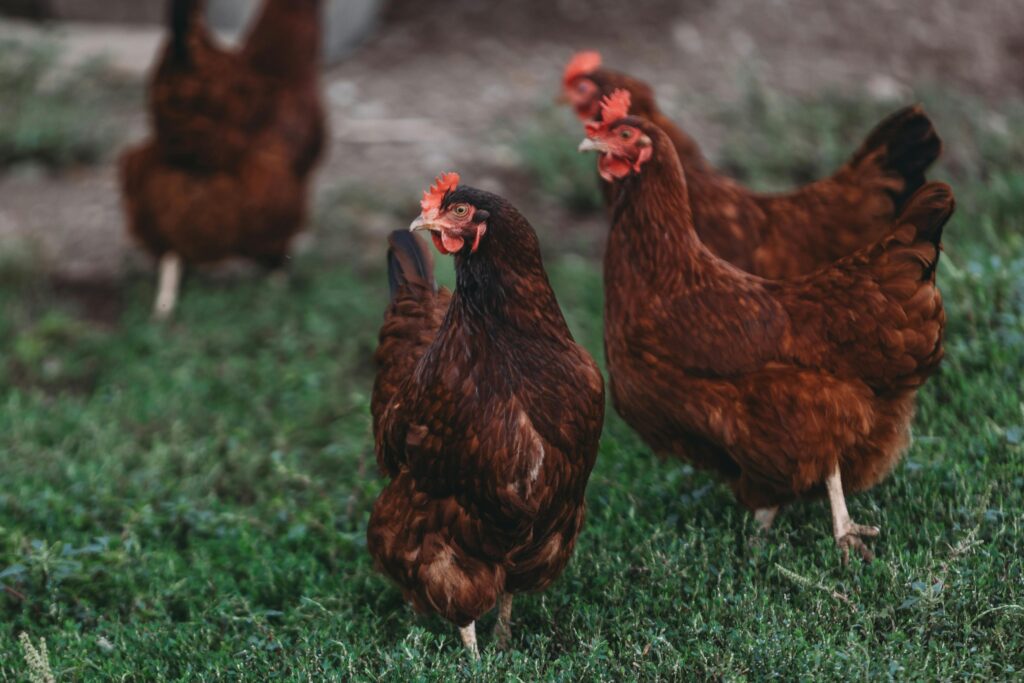 rhode island red — the production powerhouse