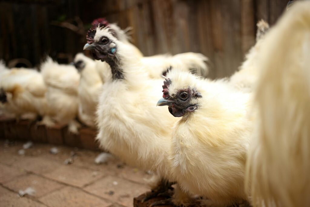 silkie — the bantam pet chicken