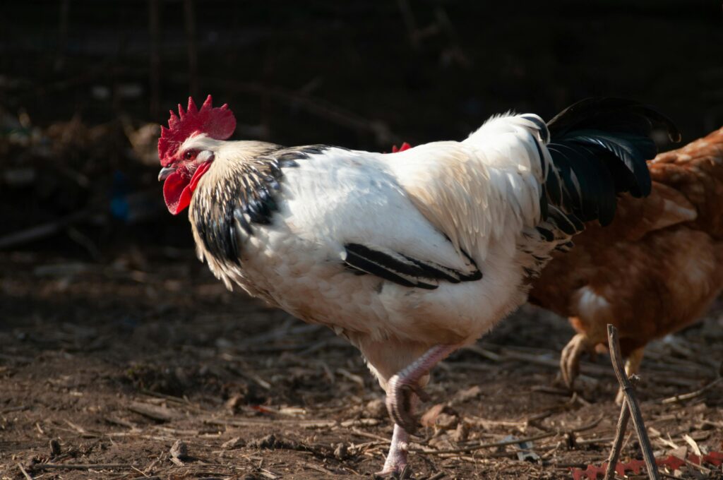sussex — the curious forager