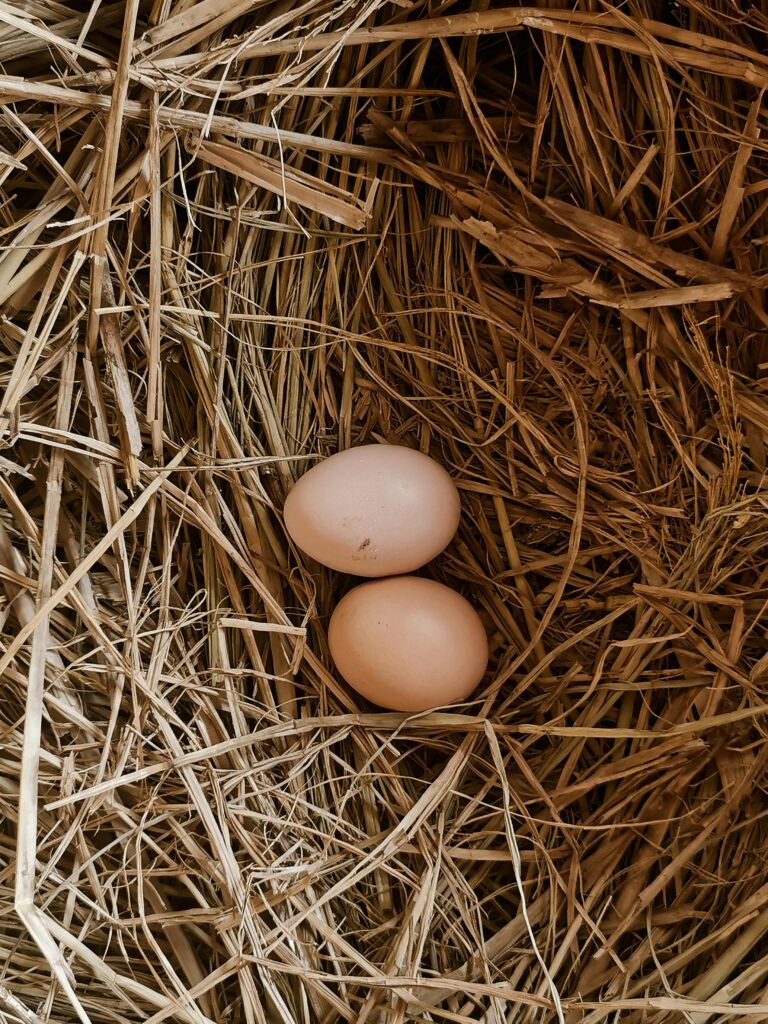 Common Egg Defects in Backyard Chickens: Shell, Yolk & Albumen Problems Explained Clean nest boxes preventing abnormal chicken eggs in backyard coop