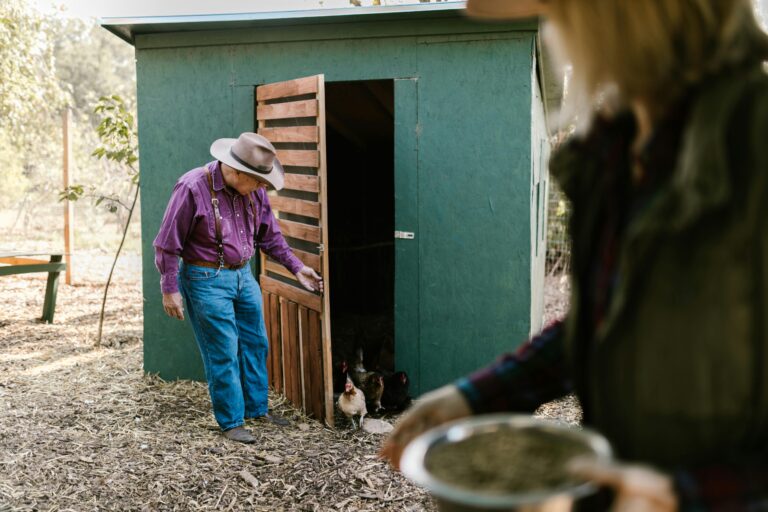 backyard chicken coop new mexico
