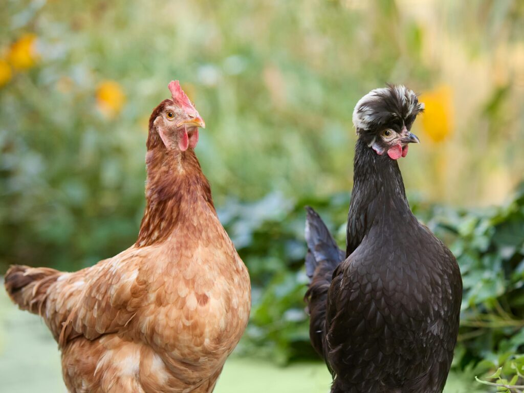 Best chicken breeds for small backyards group comparison showing Orpington, Australorp, Plymouth Rock, and Silkie together