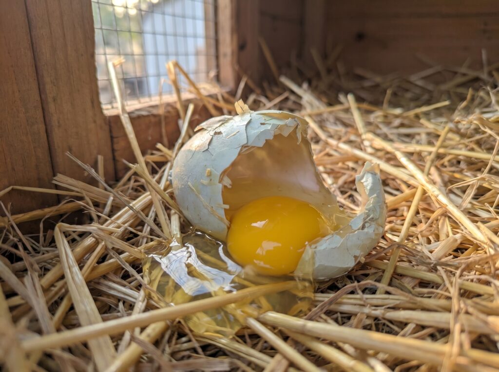 How to Stop Chickens From Eating Eggs: A Complete Prevention-First Guide for Backyard Flocks how to stop chickens from eating eggs