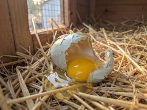 how to stop chickens from eating eggs