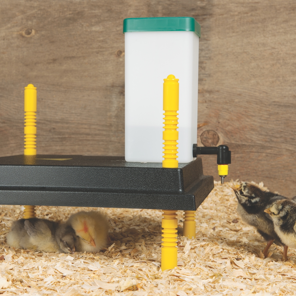 Raising Chickens for Beginners: 15 Mistakes to Avoid in 2026 Heat plate vs heat lamp for raising chickens for beginners