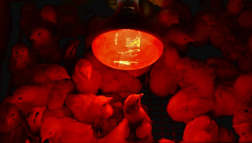 Raising Chickens for Beginners: The Best Backyard Setup Guide (2026) Day old chicks under heat plate brooder temperature setup
