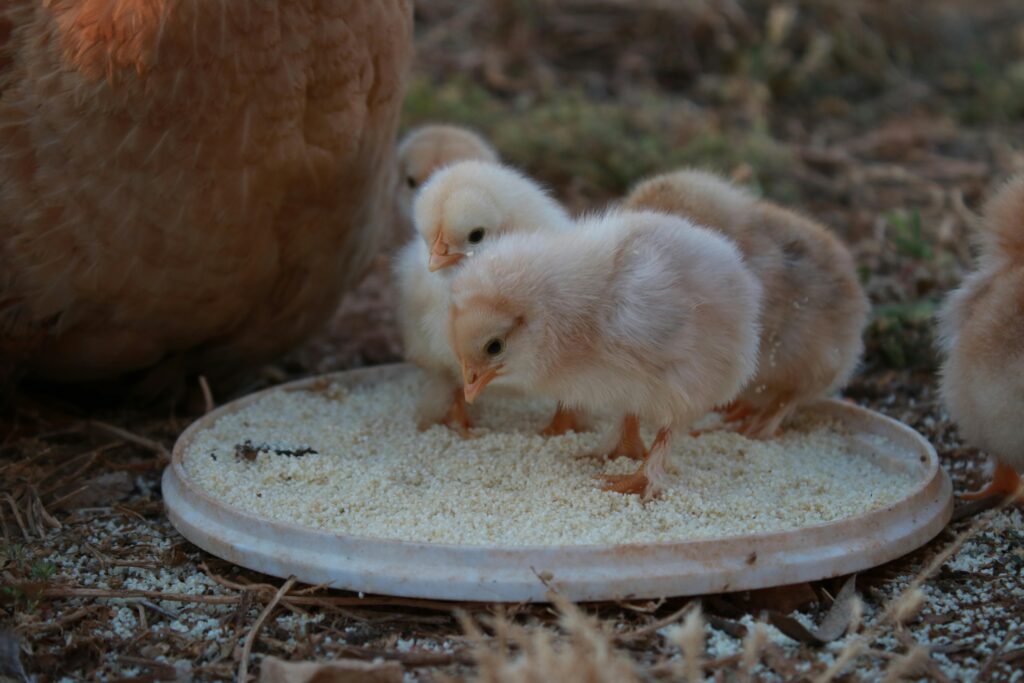 Raising Chickens for Beginners: 15 Mistakes to Avoid in 2026 Chick starter feed bag showing 18 to 20 percent protein and low calcium content for healthy growing chicks