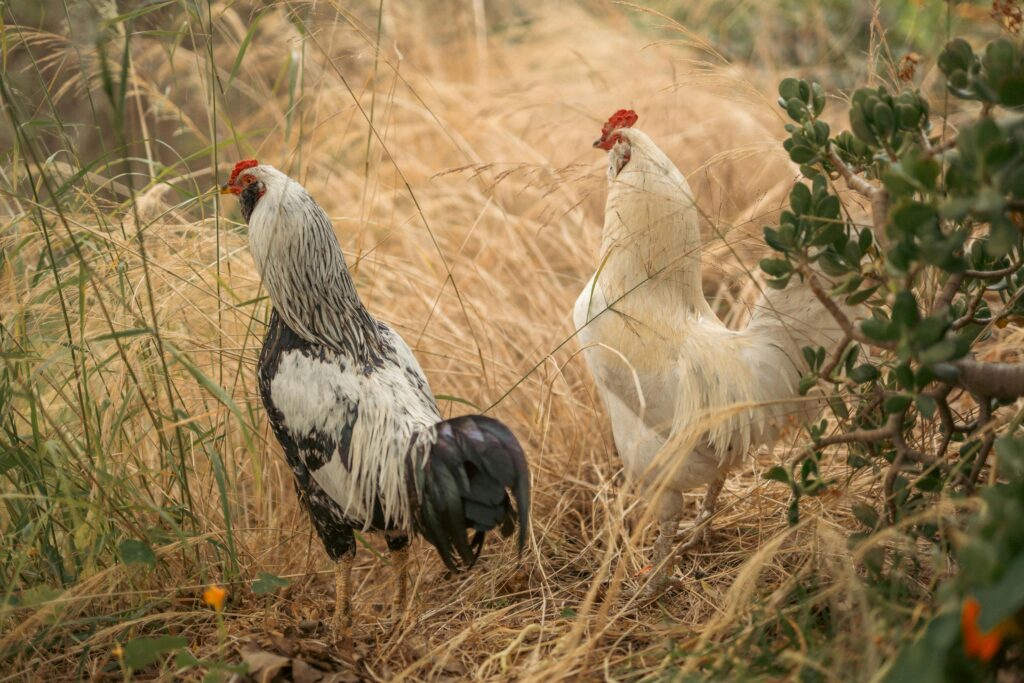 Raising Chickens for Beginners: 15 Mistakes to Avoid in 2026 Infographic comparing heat hardy chicken breeds for hot climates including Leghorns and Easter Eggers for beginner keepers