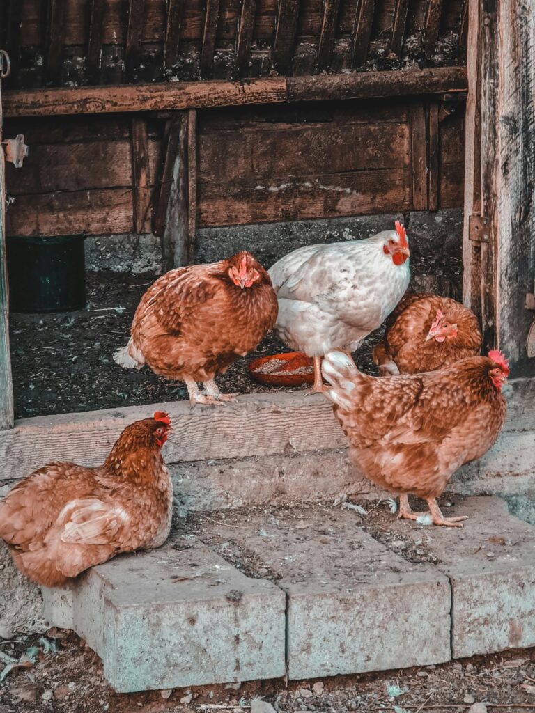 How Many Chickens Should I Start With? The Best Beginner's Flock Size Guide (2026) how much space do chickens need - coop and run size for four beginner hens