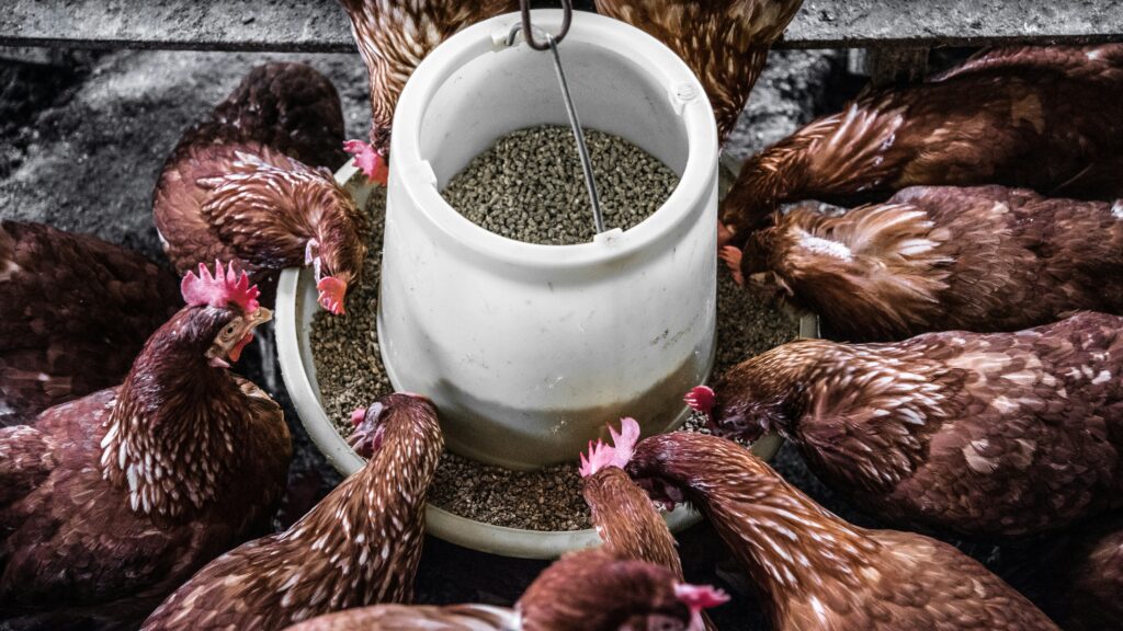 Raising Chickens for Beginners: The Best Backyard Setup Guide (2026) Chicken feeder with layer pellets and oyster shell for backyard flock