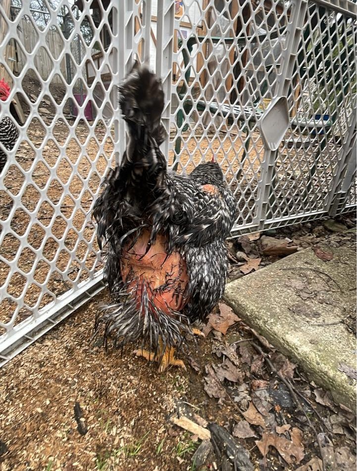 egg bound chicken showing penguin walk posture symptom in backyard coop