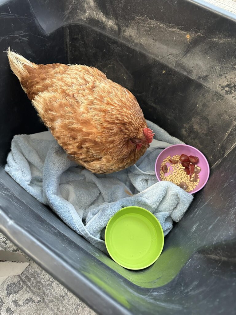 quiet recovery crate setup for egg bound chicken treatment aftercare