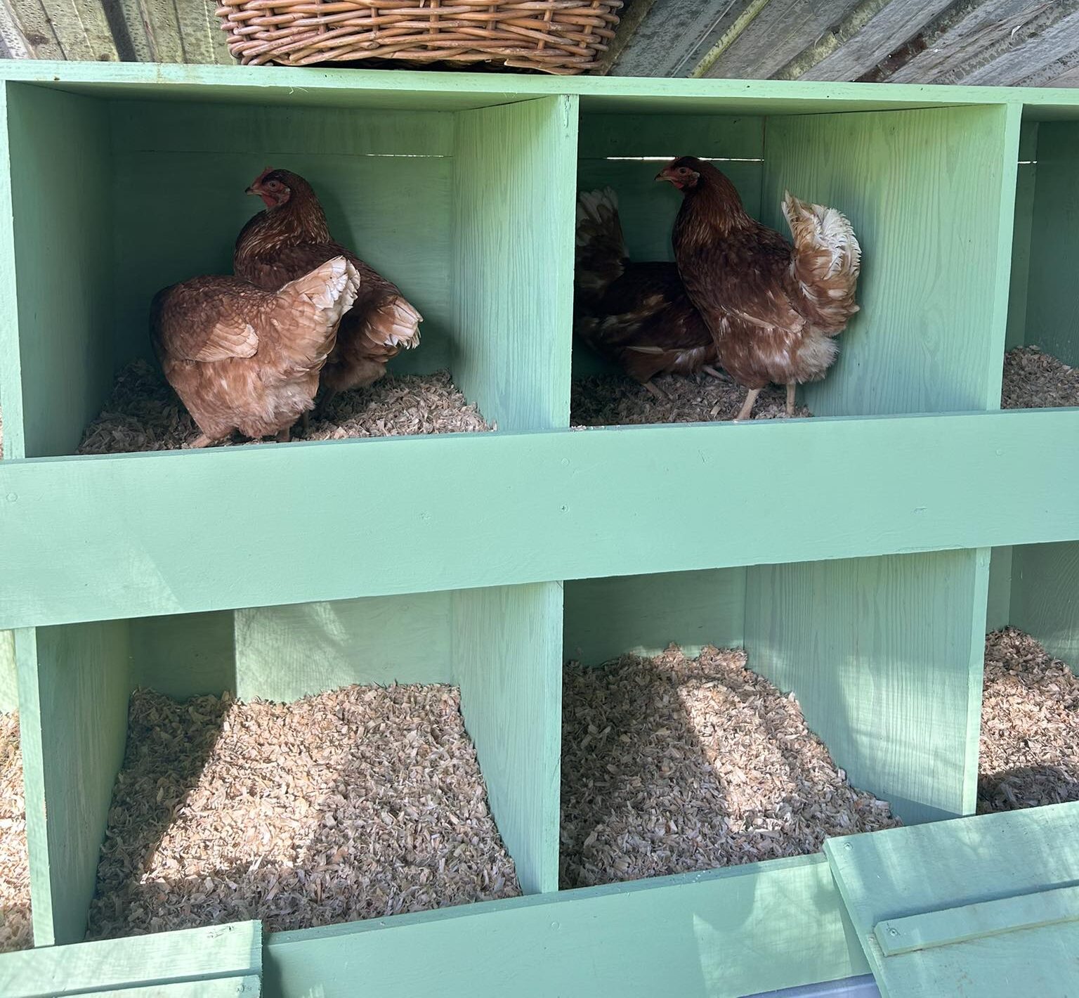 How to Stop Chickens From Eating Eggs: A Complete Prevention-First Guide for Backyard Flocks how to stop chickens from eating eggs - coop setup