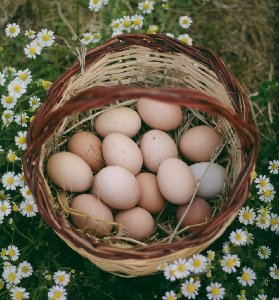 How Many Chickens Should I Start With? The Best Beginner's Flock Size Guide (2026) how many eggs do chickens lay per week for a family of four beginners
