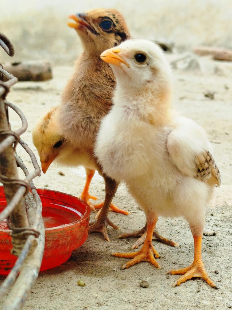 Raising Chickens for Beginners: 15 Mistakes to Avoid in 2026 Comparison of dirty open trough chicken waterer with algae versus clean hanging cup waterer for backyard poultry hygiene