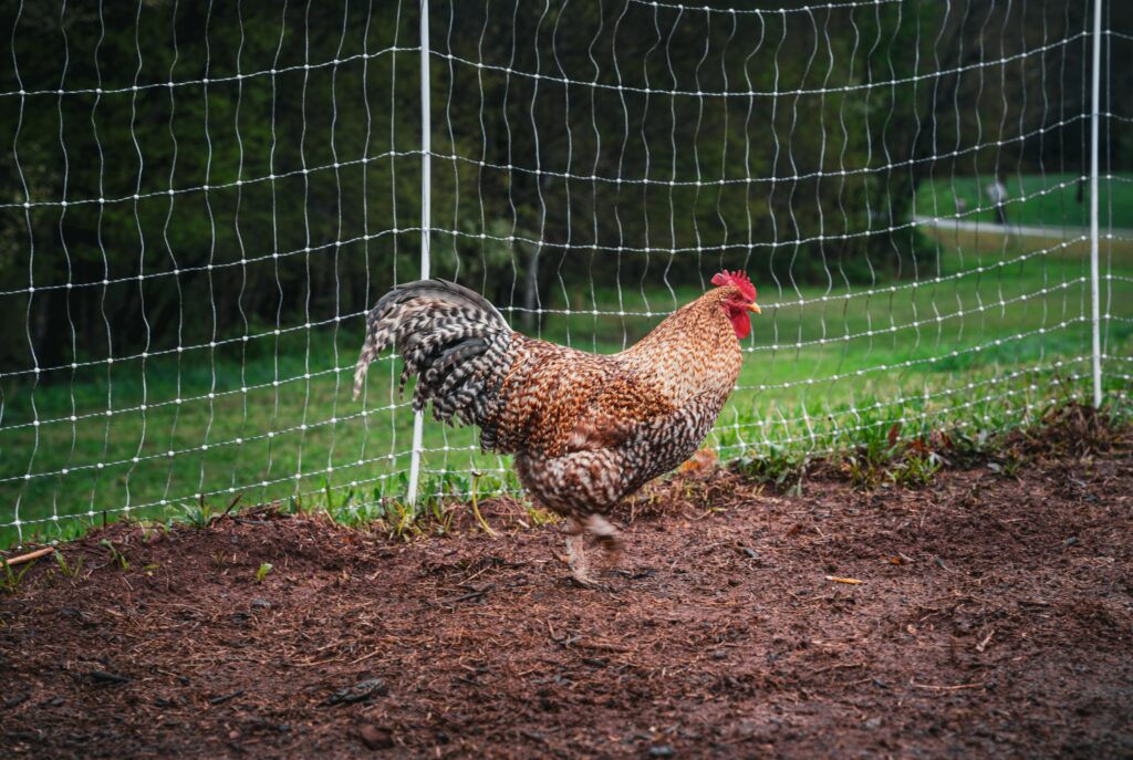 Raising Chickens for Beginners: 15 Mistakes to Avoid in 2026 Hardware cloth install for raising chickens for beginners
