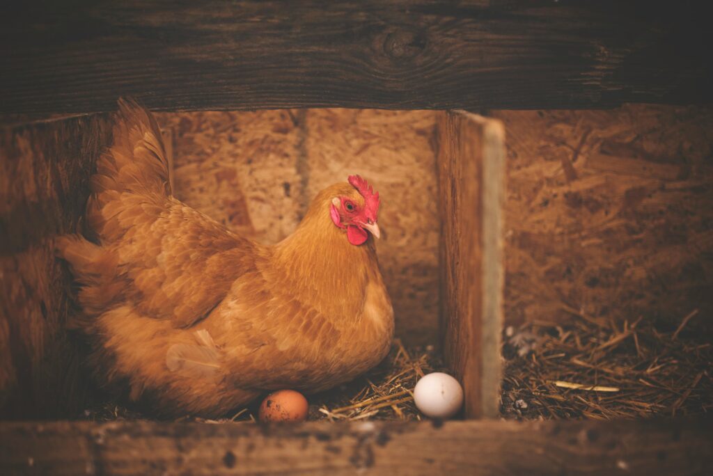 Raising Chickens for Beginners: The Best Backyard Setup Guide (2026) Hen laying egg in nest box without rooster for beginners