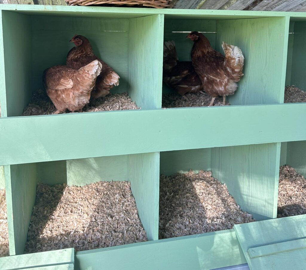why are my chickens not laying eggs