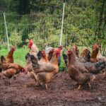 Best chicken breeds for small backyards comparison chart showing egg production noise level and temperament for all 10 breeds