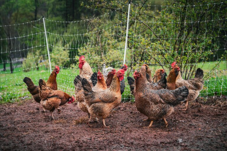 Best chicken breeds for small backyards comparison chart showing egg production noise level and temperament for all 10 breeds