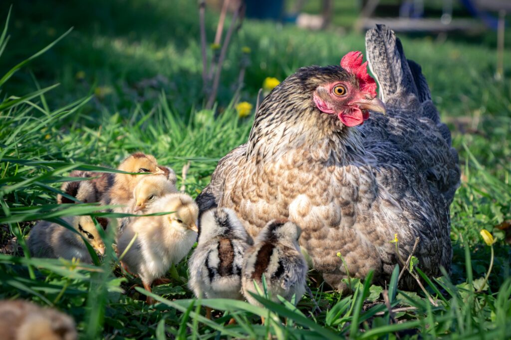 How Many Chickens Should I Start With? The Best Beginner's Flock Size Guide (2026) planning long term flock size - mixing young pullets with older hens in backyard