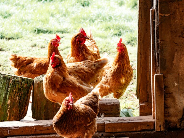 Backyard hens in predator-proof run for raising chickens for beginners
