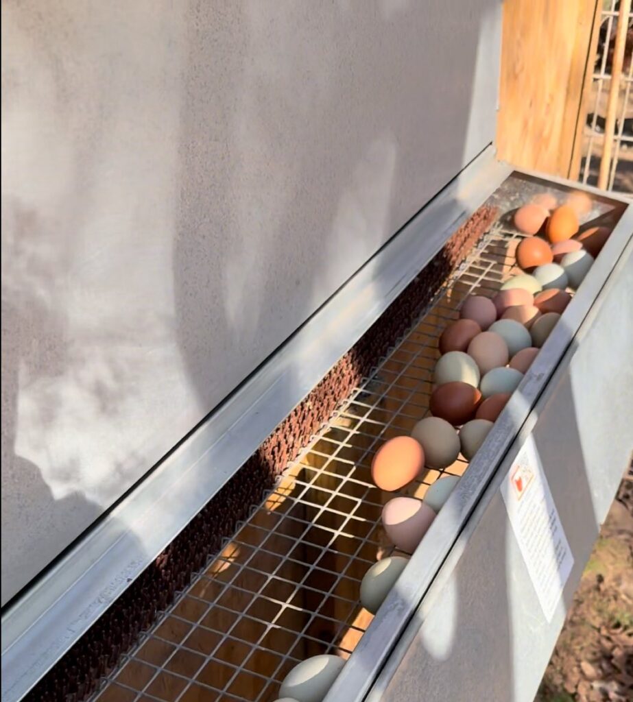 How to Stop Chickens From Eating Eggs: A Complete Prevention-First Guide for Backyard Flocks how to stop chickens from eating eggs