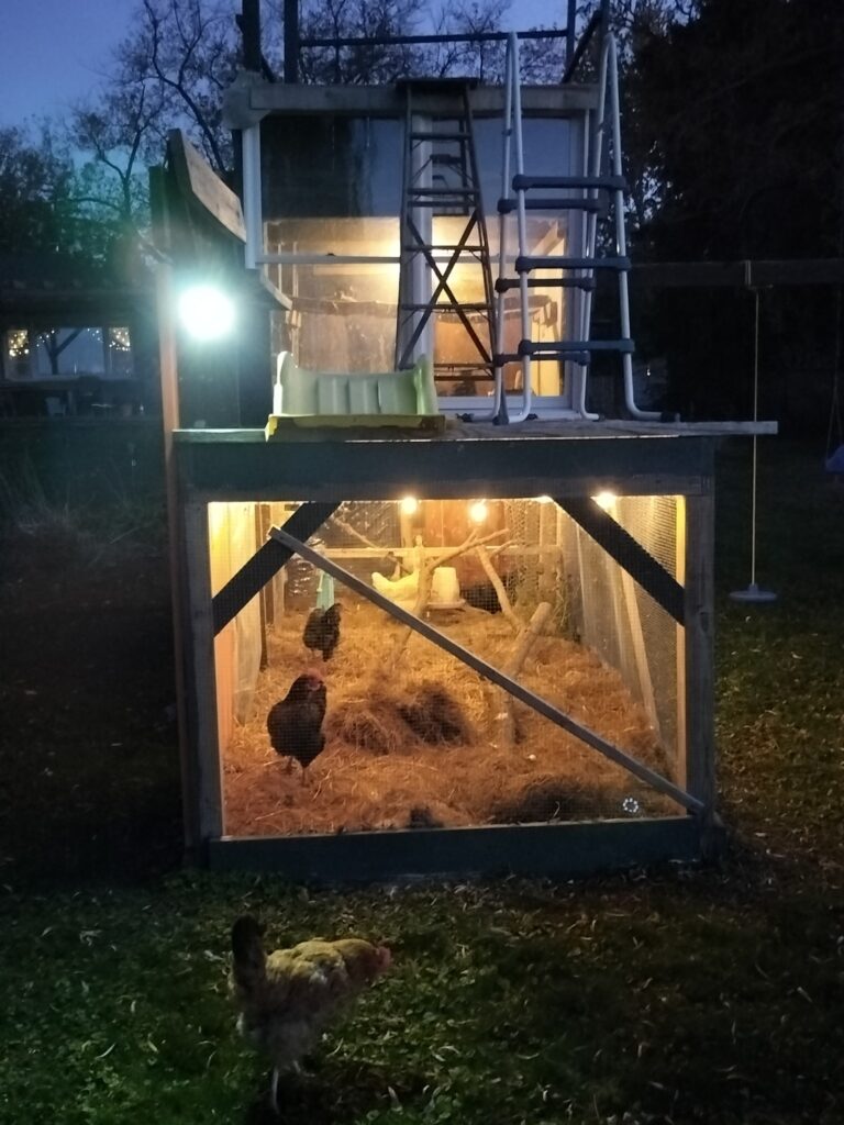 why are my chickens not laying eggs