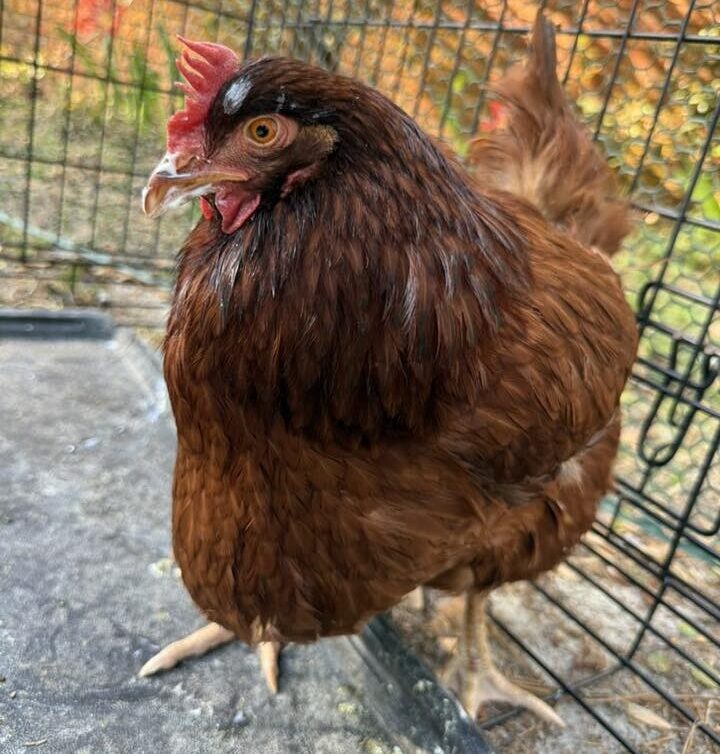 sour crop in chickens showing swollen crop area on a backyard hen