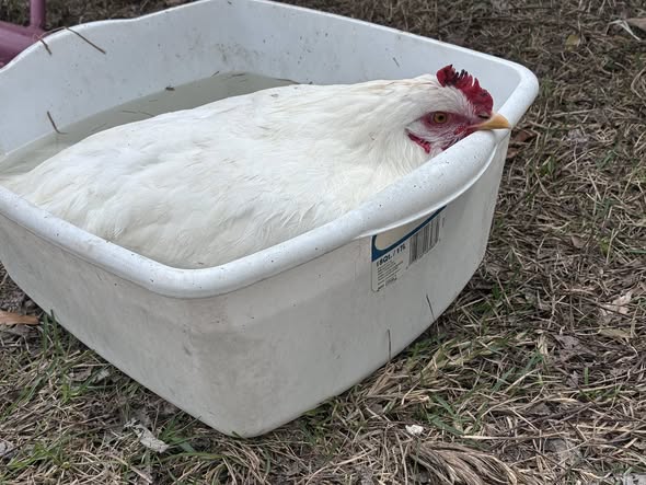 warm epsom salt bath treatment for egg bound chicken at home